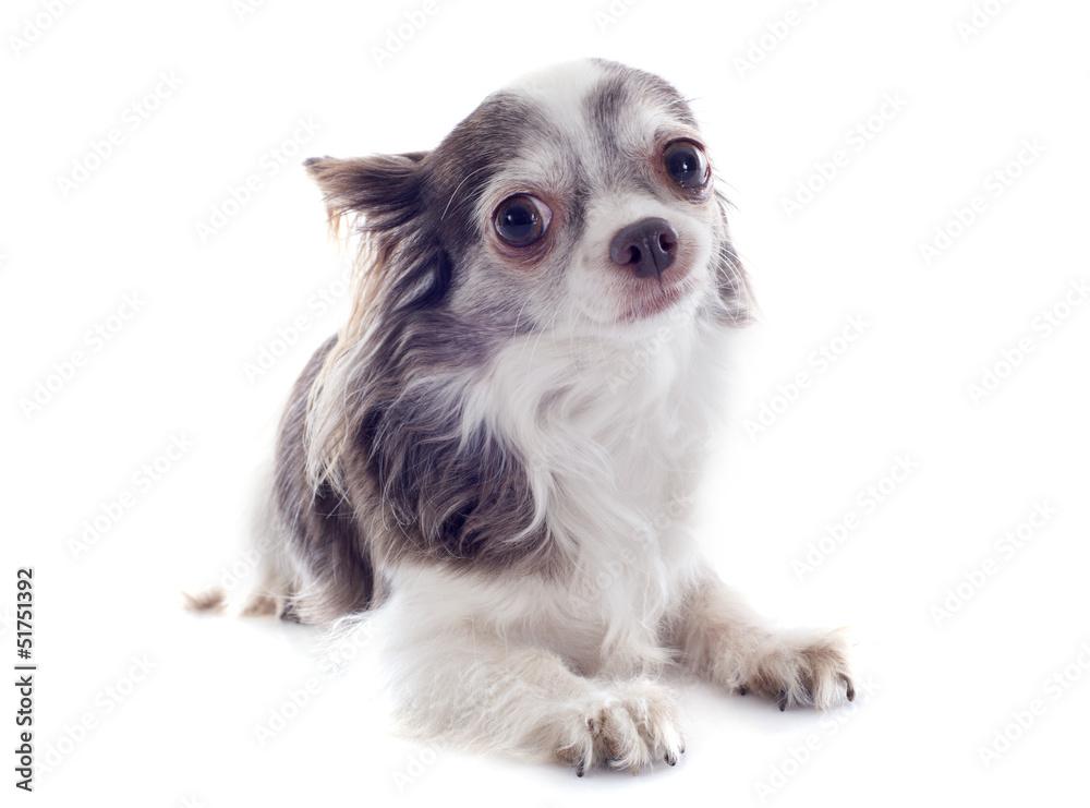Fototapeta premium chihuahua