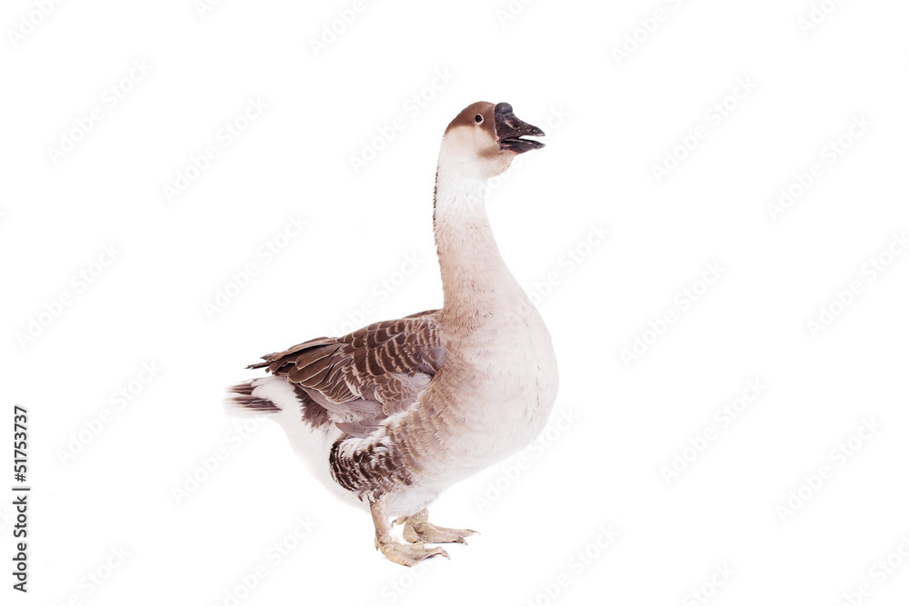 Brown domestic goose isolated on a white background Brown domestic goose isolated on a white background
