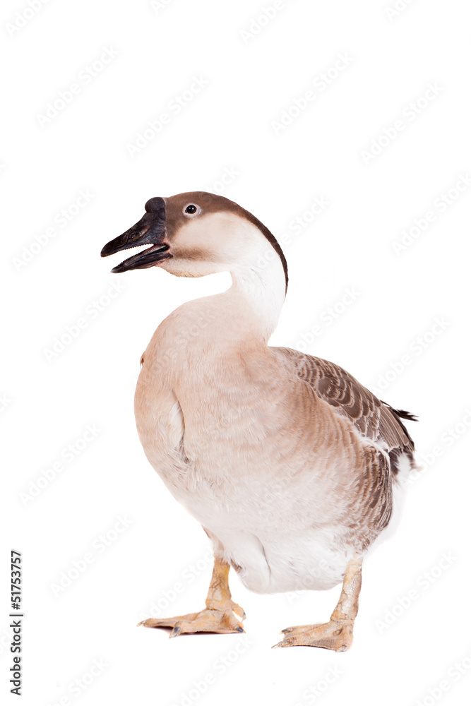 Brown domestic goose isolated on a white background Brown domestic goose isolated on a white background