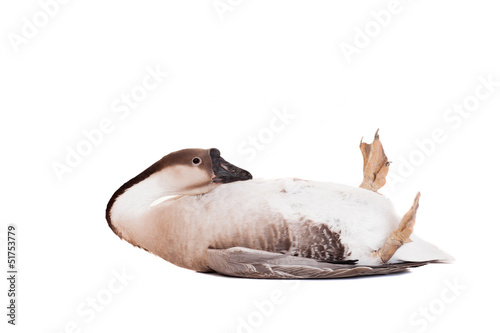 Fotografia Brown domestic goose isolated on a white background
