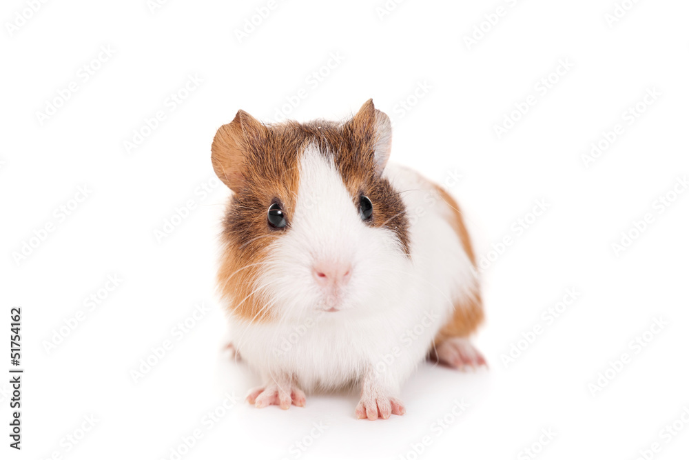 Guinea pig baby isolated on white background Guinea pig baby isolated on white background