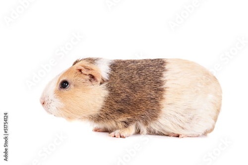 Brown guinea pig on white isolated