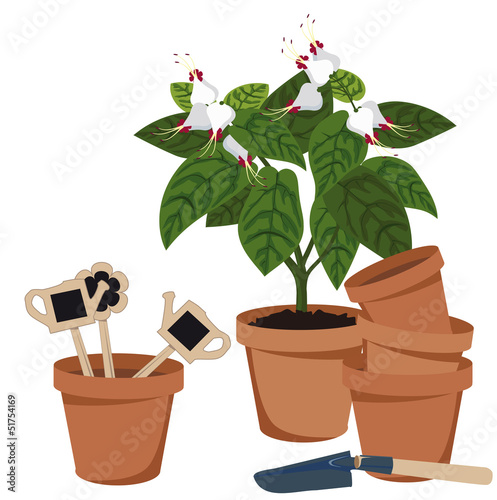 room flower and flower pots