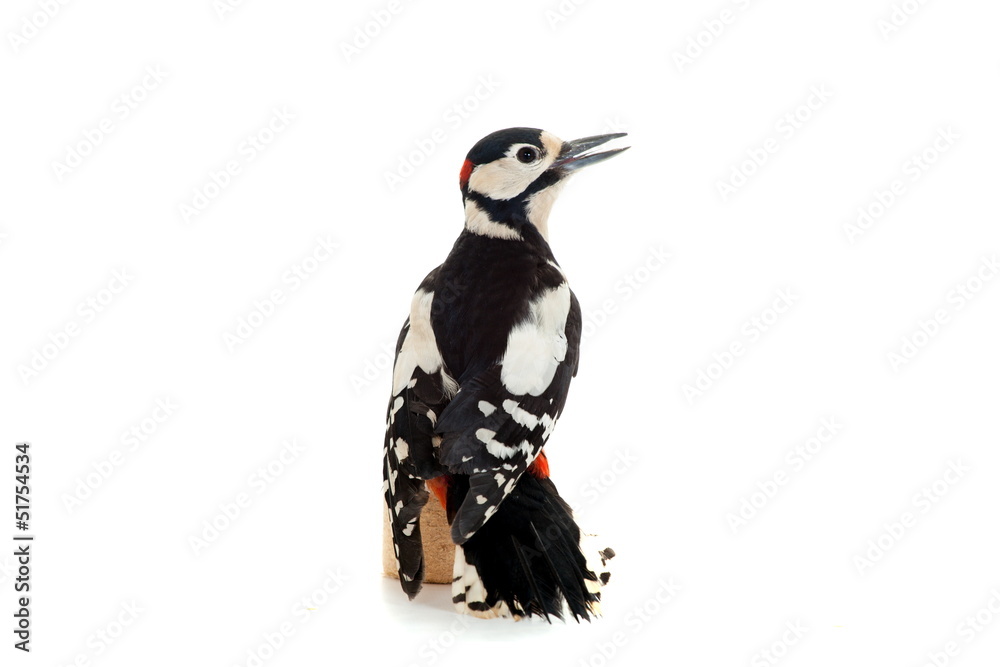 Obraz premium Great Spotted Woodpecker (Dendrocopos major) on white