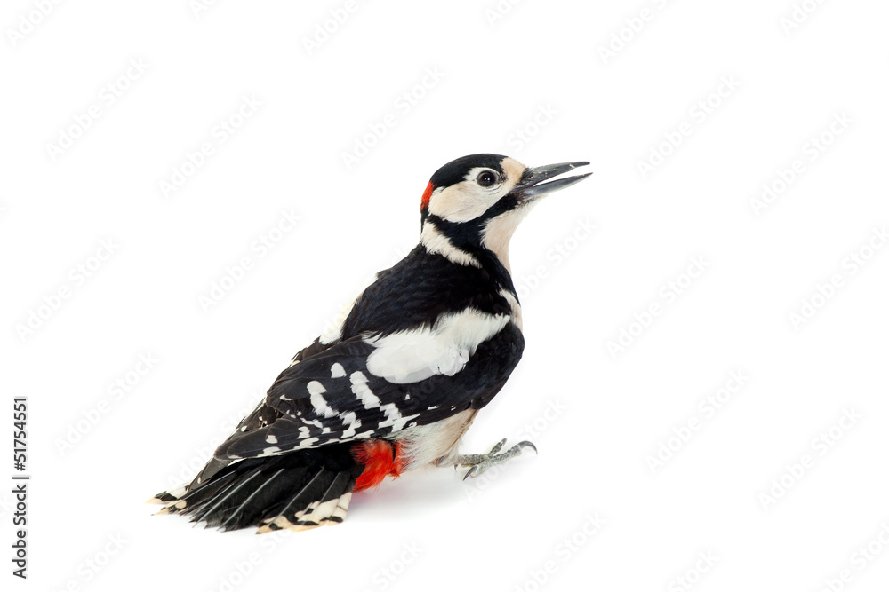 Obraz premium Great Spotted Woodpecker (Dendrocopos major) on white