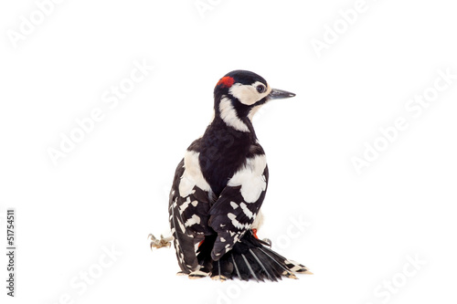 Great Spotted Woodpecker (Dendrocopos major) on white