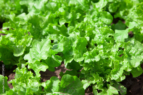 fresh tasty salad on field. lettuce plantation