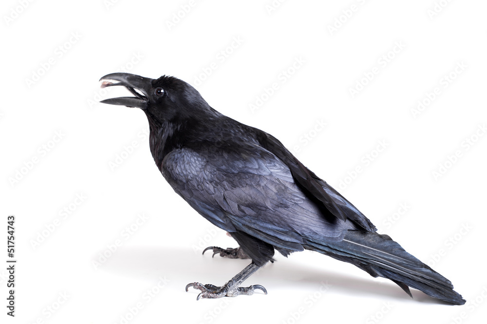 Obraz Kruk pospolity (Corvus corax), 28 lat, na białym tle