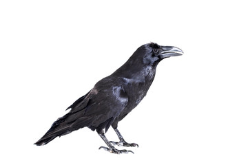 Common Raven (Corvus corax), 28 years old, on white