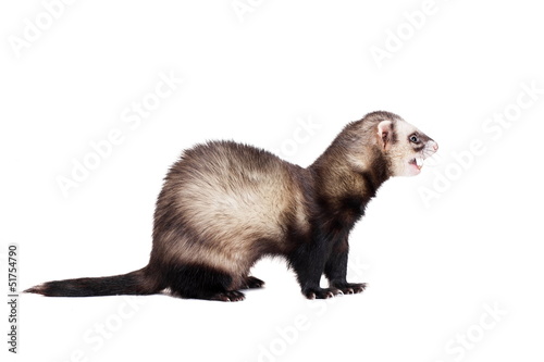 Ferret (10 years old) isolated over white background