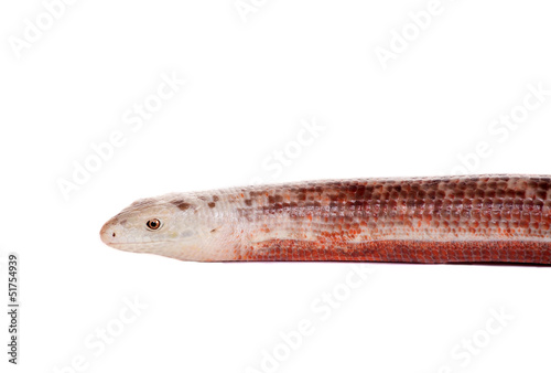 Sheltopusik or European Legless Lizard (Pseudopus apodus) photo