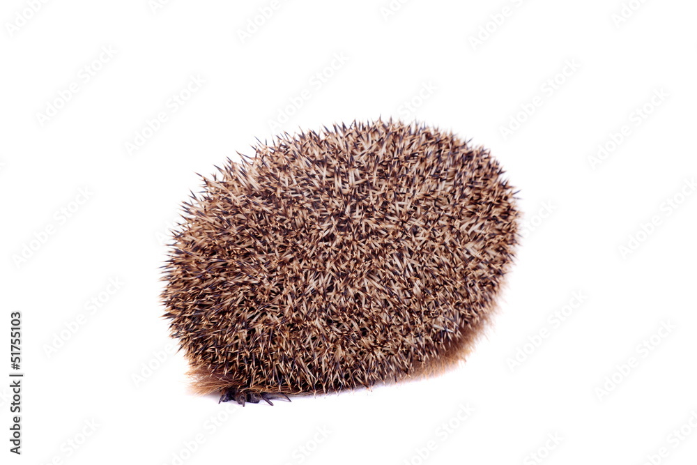 European hedgehog (Erinaceus europaeus) on white European hedgehog (Erinaceus europaeus) on white