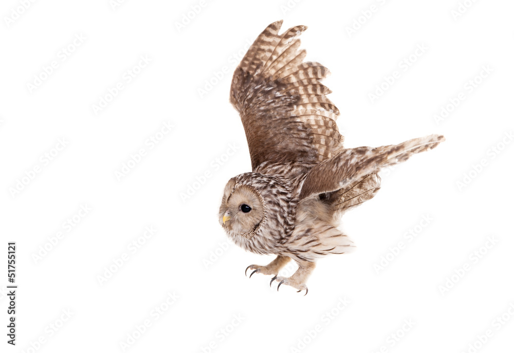 Fototapeta premium Ural Owl (Strix uralensis), isolated on white