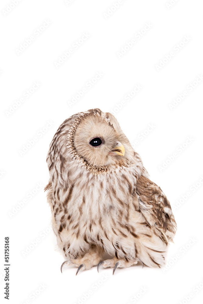 Obraz premium Ural Owl (Strix uralensis), isolated on white