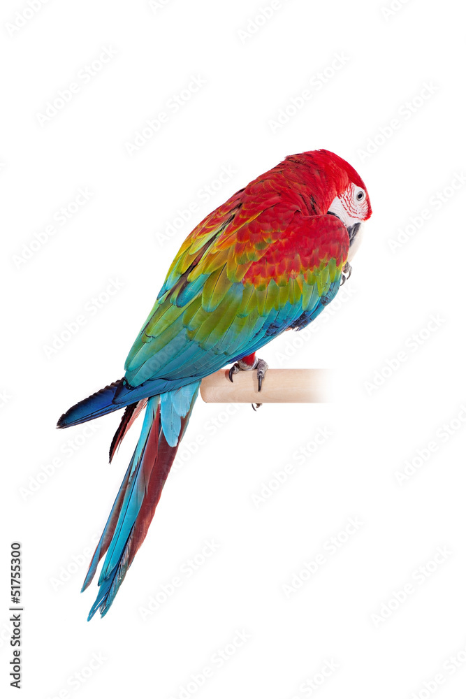 Fototapeta premium Red-and-green Macaw (Ara chloropterus) on white