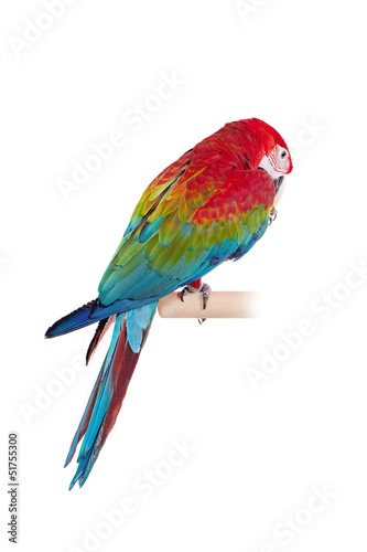 Red-and-green Macaw (Ara chloropterus) on white