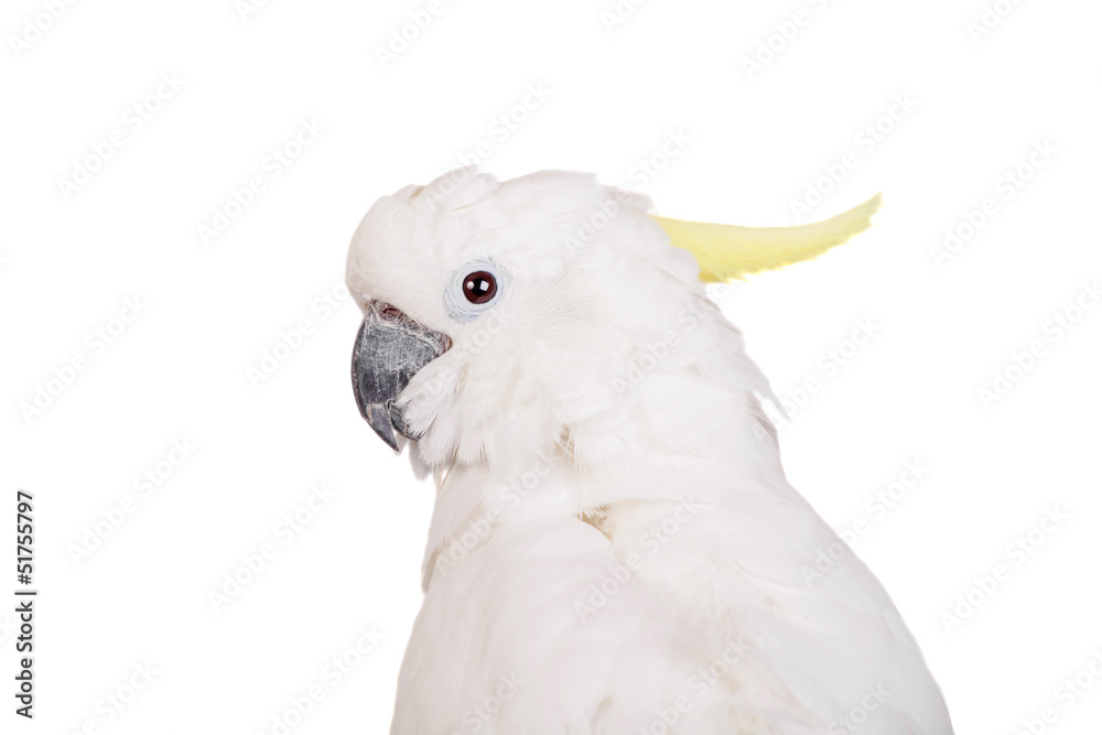 Sulphur-crested Cockatoo, isolated over white background