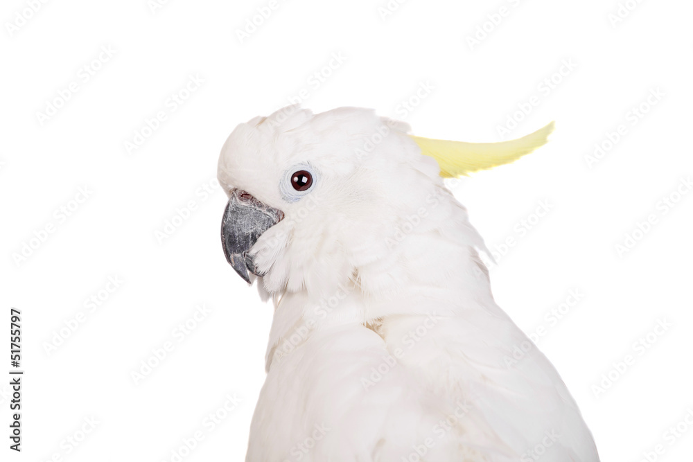 Sulphur-crested Cockatoo, isolated over white background Sulphur-crested Cockatoo, isolated over white background