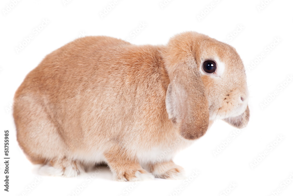 Rabbit Ram breed, red color, isolated on white background. Rabbit Ram breed, red color, isolated on white background.