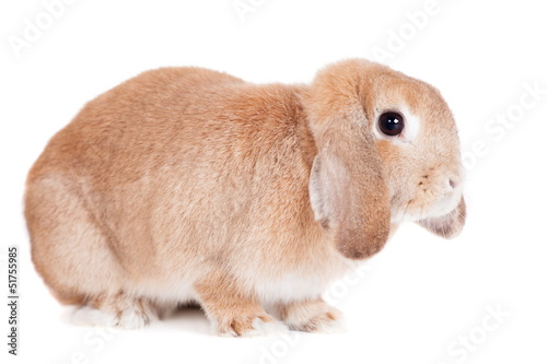 Rabbit Ram breed, red color, isolated on white background.