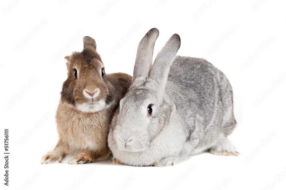Obraz premium Two rabbits on a white background