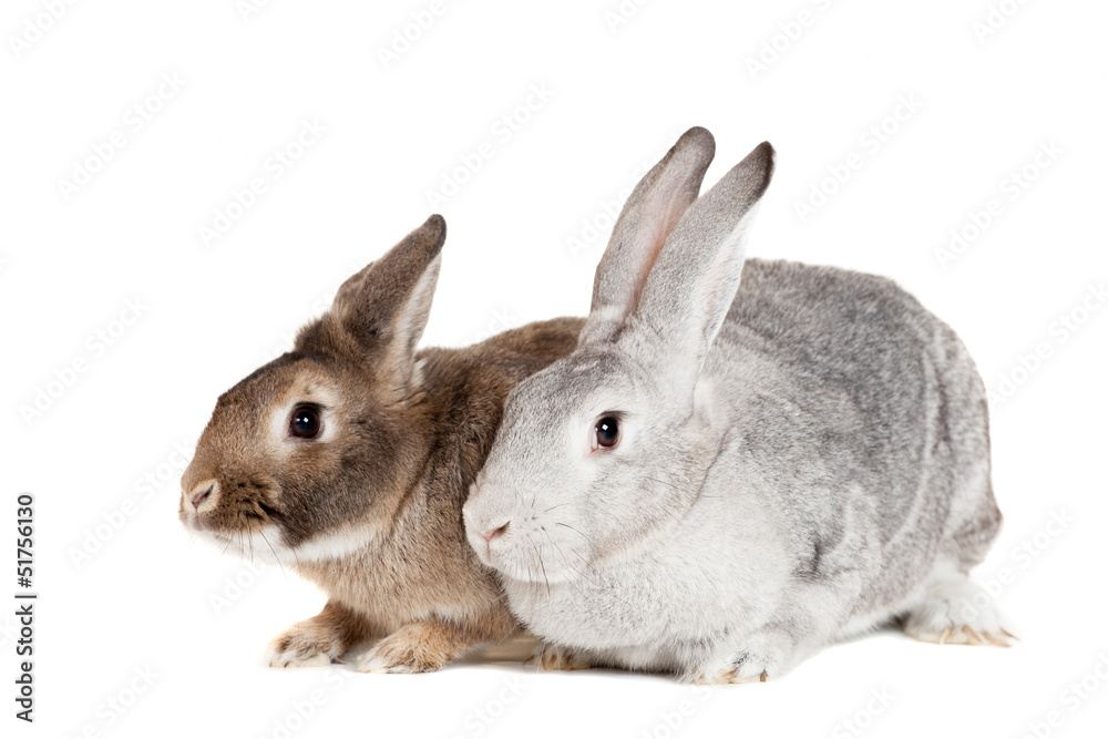 Fototapeta premium Two rabbits on a white background