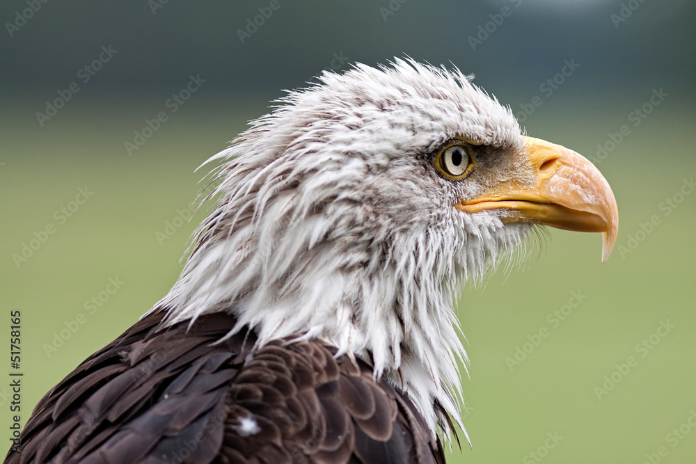 Obraz premium Bald eagle