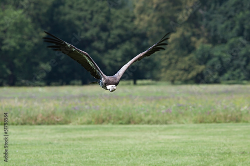 Flying vulture © maros_bauer