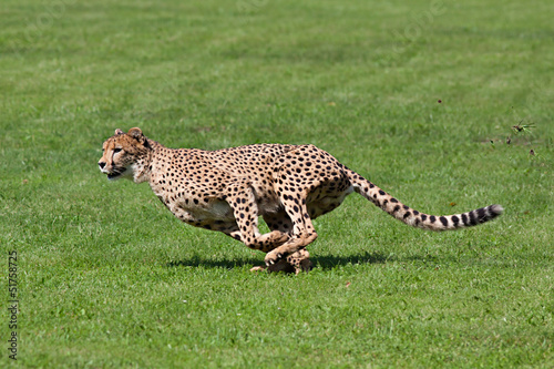Obraz na płótnie Działający gepard