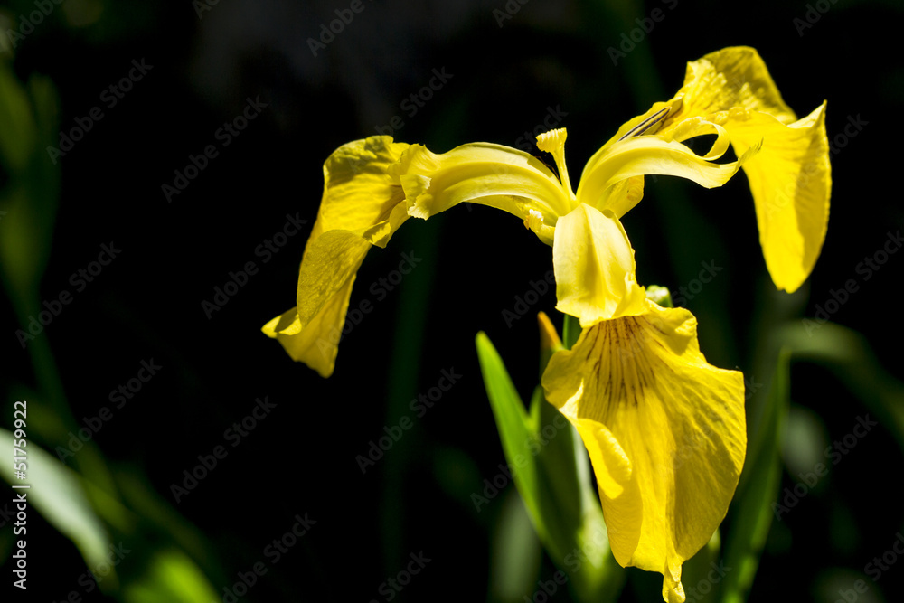 Detalle de flor amarilla. Iris pseudocorus. Planta palustre. Stock Photo |  Adobe Stock