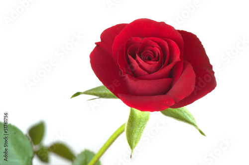 Single red rose bud blossom on branch isolated on white