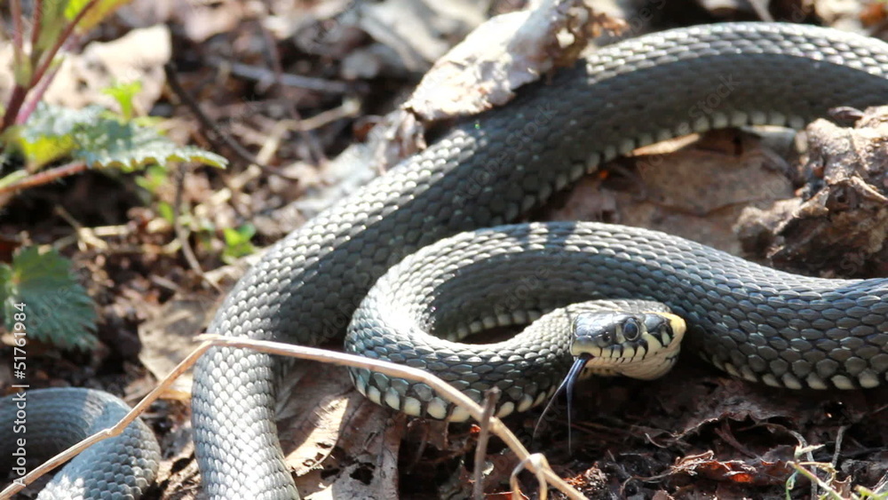 Grass Snake (Natrix Natrix) resting in the warmth Grass Snake (Natrix Natrix) resting in the warmth