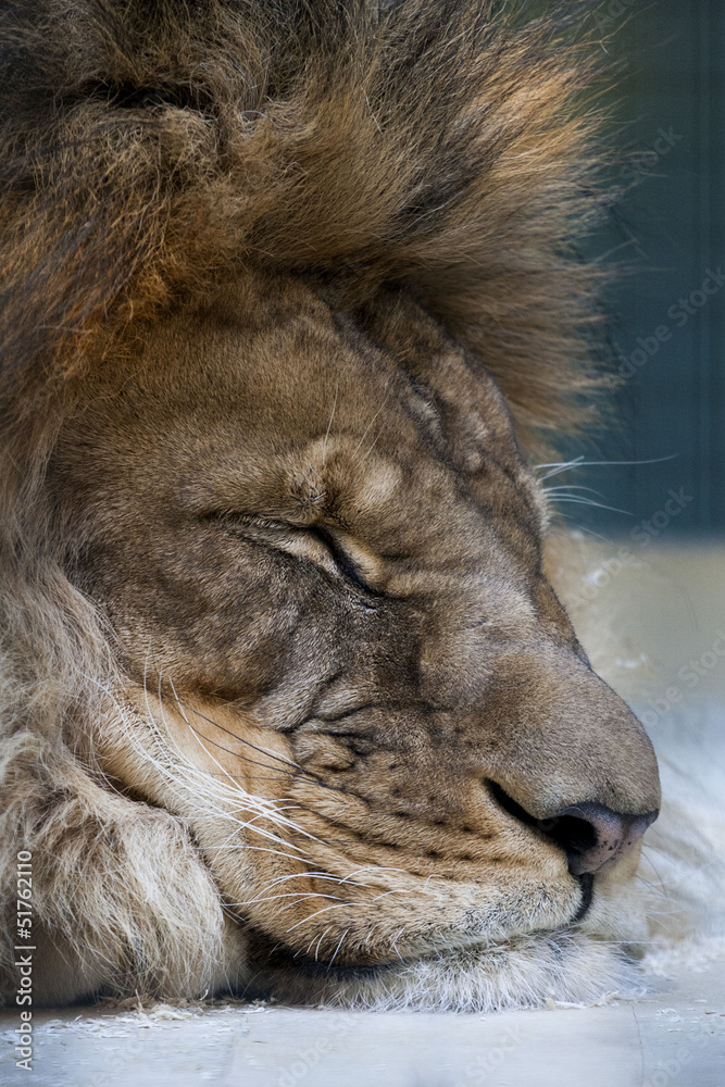 Fototapeta premium Lion qui dort