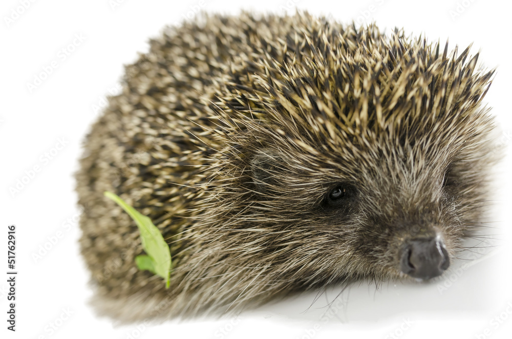 Hedgehog with green leaf Hedgehog with green leaf