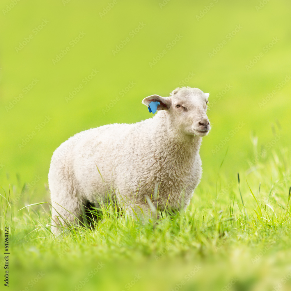 Obraz premium Sheep Grazing