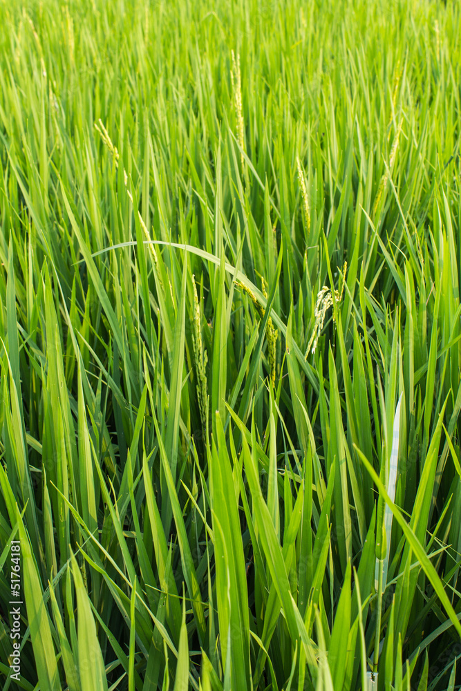 Fototapeta premium Green fresh rice fields