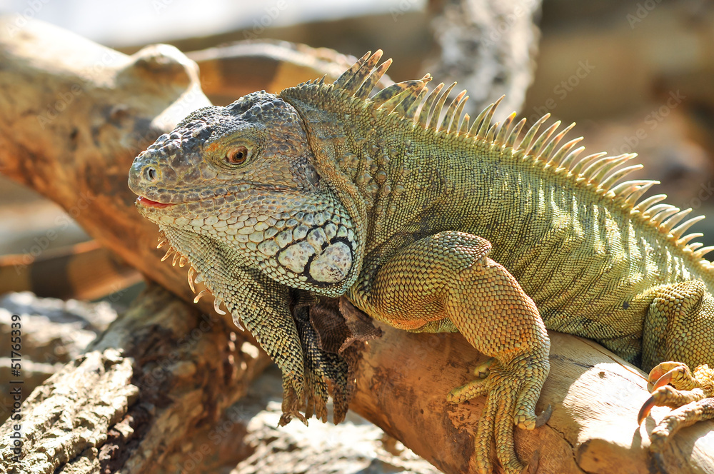 Obraz premium Green Iguana