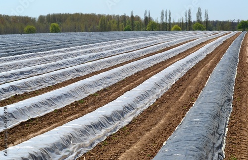 culture de l'asperge sous tunnel plastique photo