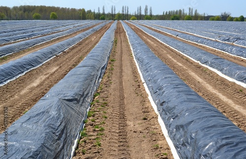 culture de l'asperge photo