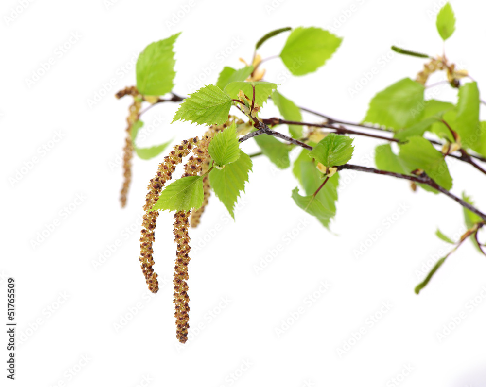 Naklejka premium Pollen