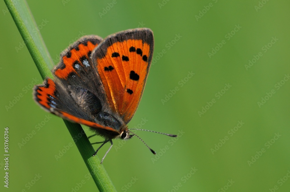 Naklejka premium Lycaena phlaeas