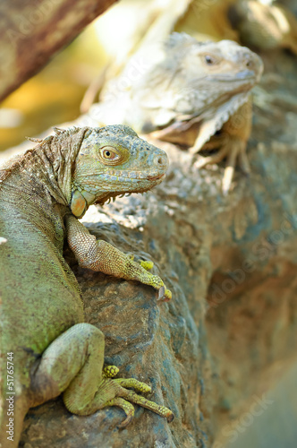 Green Iguana