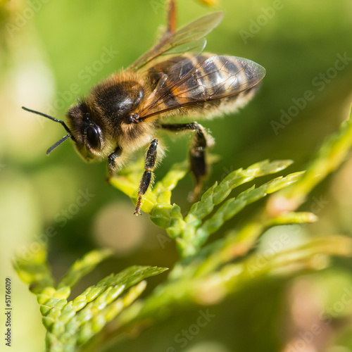 Garden Bee © bigemrg