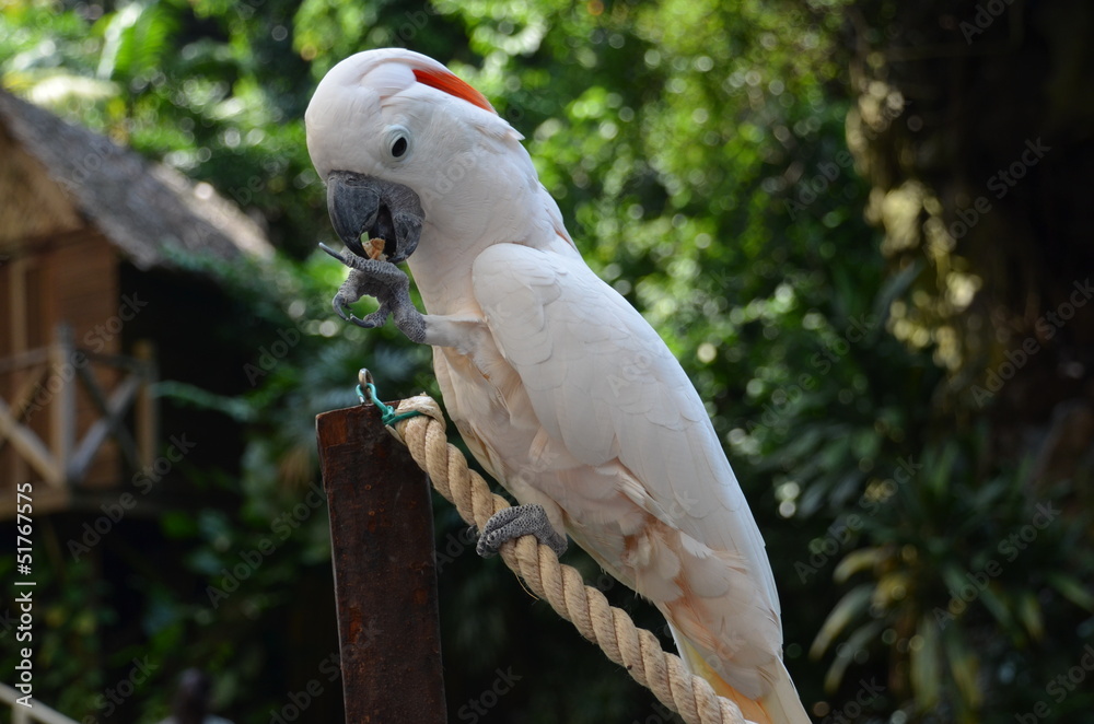 White Cockatoo in tropical garden White Cockatoo in tropical garden