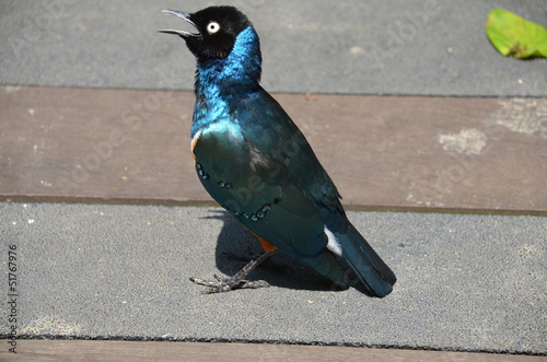 Superb Starling in tropical park photo