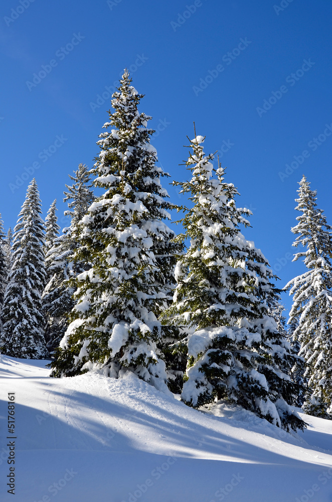 Fototapeta premium snow winter day