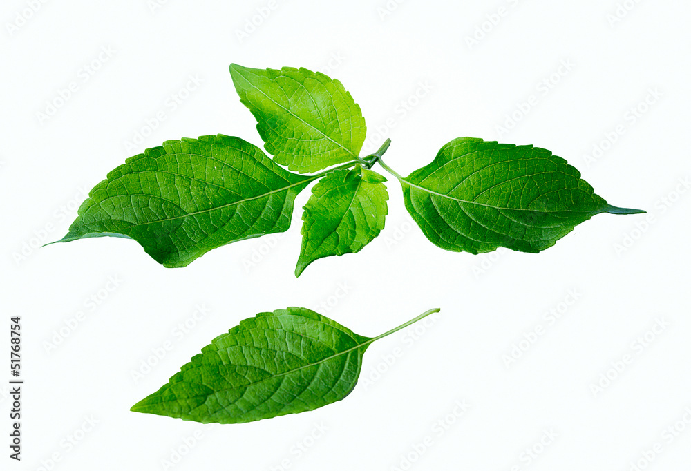 Obraz premium Leaves