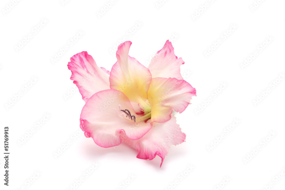 Naklejka premium glaïeul