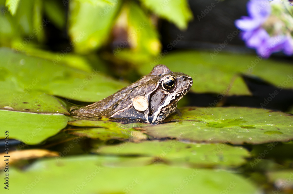 Wasserfrosch