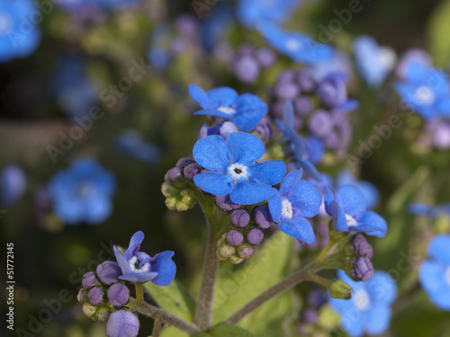 heartleaf flowers